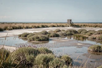 Marais salants protégés de l'île de Ré avec végétation halophyte et reflets des vasières dans une réserve naturelle